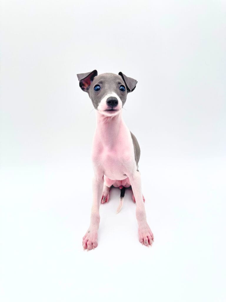 [#251163-05]  - Blue / White F Italian Greyhound Puppies For Sale