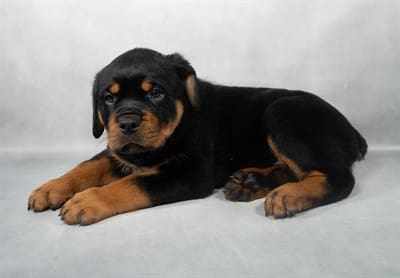 [#M04345]  - Black and Rust M Rottweiler Puppies For Sale
