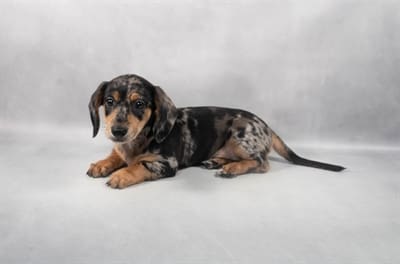 [#M05642]  - Black and Silver Dapple M Dachshund Puppies For Sale