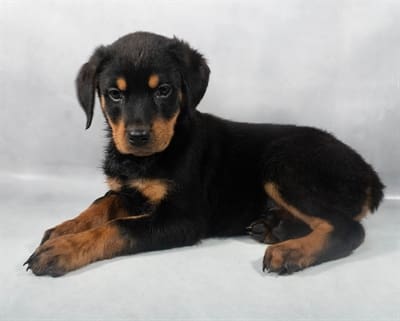 [#M07881]  - Black and Mahogany F Rottweiler Puppies For Sale