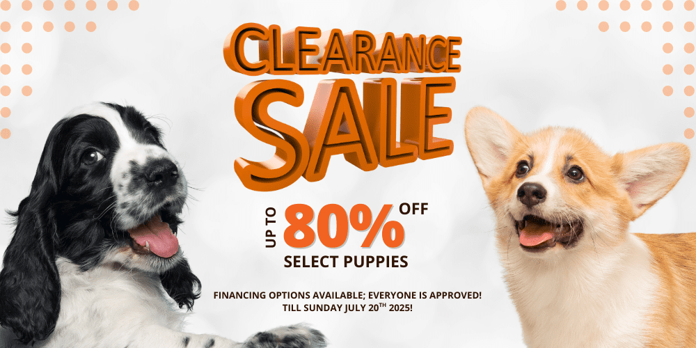 Puppies For Sale Banner