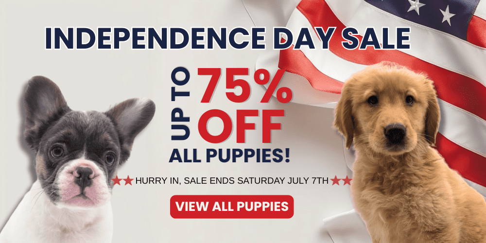 Pomeranian Toy Banner