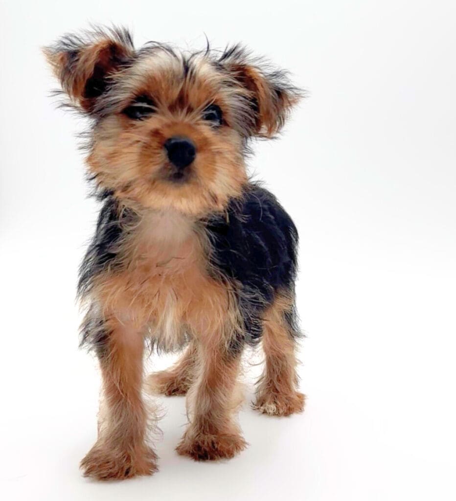 [#M05852]  - Black and Tan F Yorkshire Terrier Puppies For Sale