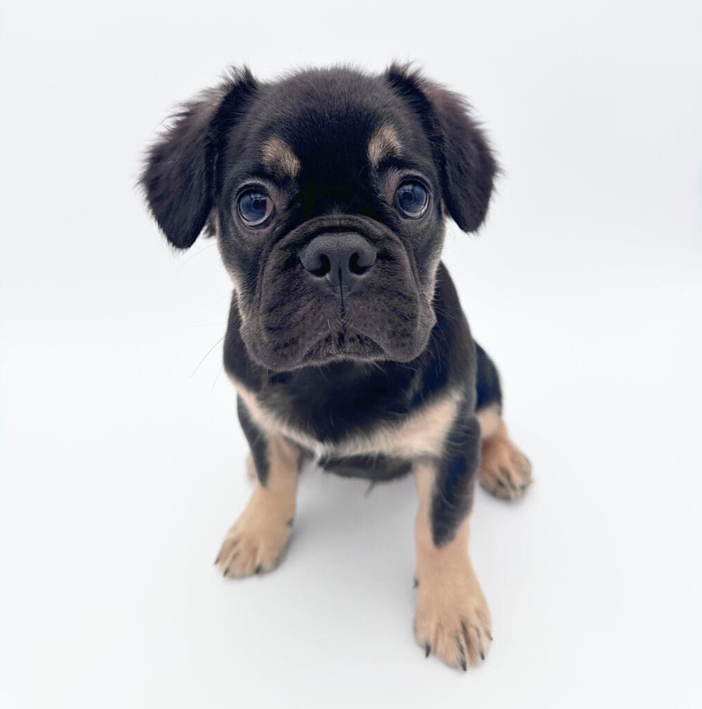 [#2550-03]  - Black / Tan M Fluffy French Bulldog Puppies For Sale