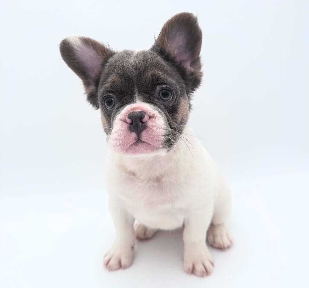 [#2544-01]  - White / Blue M French Bulldog Puppies For Sale