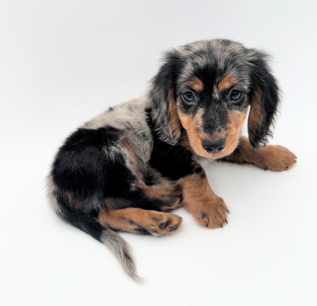 [#2568-03]  - Blue M Dachshund Puppies For Sale