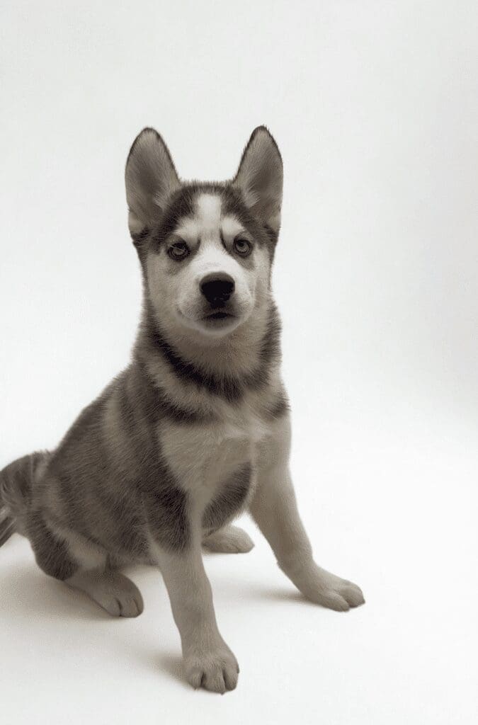 [#25188-02]  - Black / White M Siberian Husky Puppies For Sale