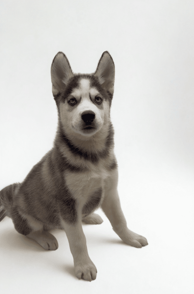 [#25188-02]  - Black / White M Siberian Husky Puppies For Sale