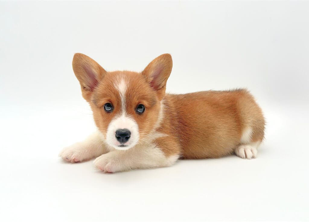 [#M05700]  - Red F Pembroke Welsh Corgi Puppies For Sale