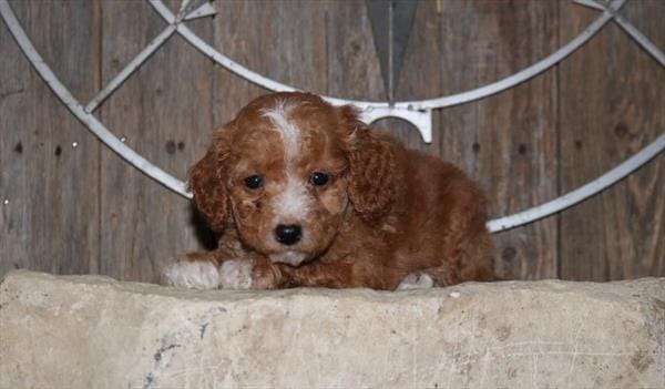 [#251536-07]  - Tan F Goldendoodle Mini 2nd Gen Puppies For Sale