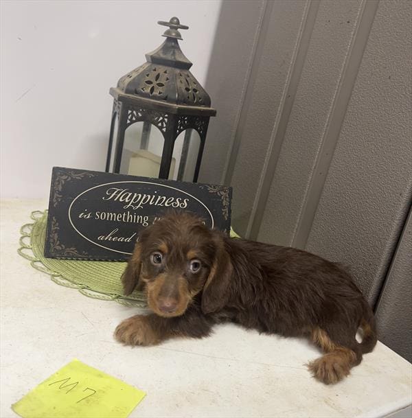 [#25471-01]  - Chocolate / Tan M Dachshund Puppies For Sale