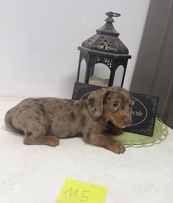 [#25471-03]  - Chocolate / Tan M Dachshund Puppies For Sale