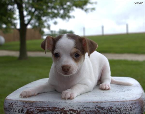 [#25477-01]  - Chocolate Merle F Chihuahua Puppies For Sale