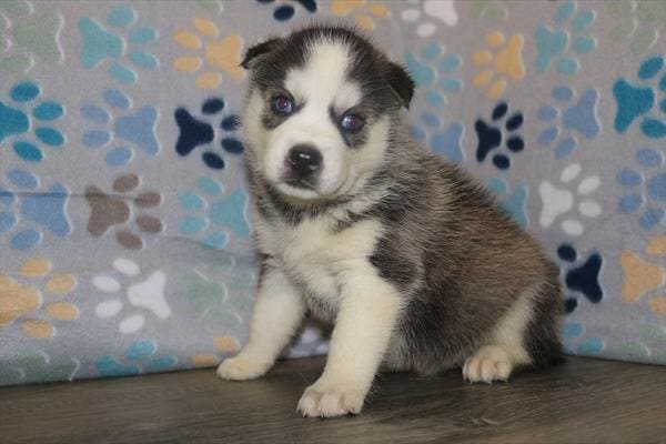 [#25188-02]  - Black / White M Siberian Husky Puppies For Sale