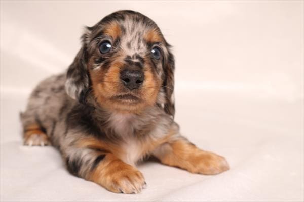 [#251271-01]  - Silver Dapple M Dachshund Puppies For Sale