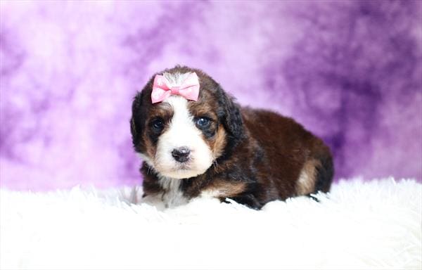 [#25176-09]  - Sable / White F Bernedoodle Puppies For Sale