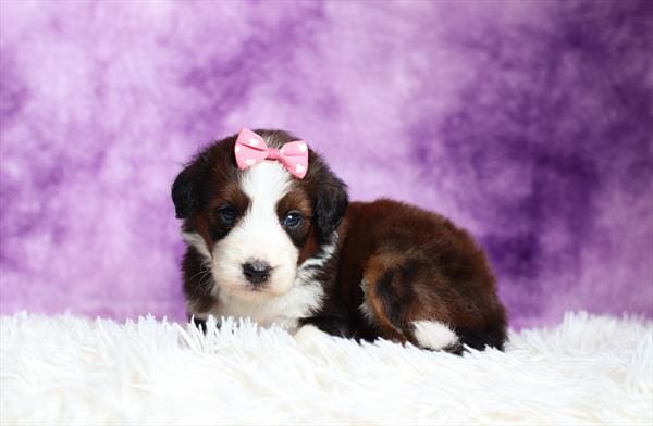 [#25176-11]  - Sable / White F Bernedoodle Puppies For Sale