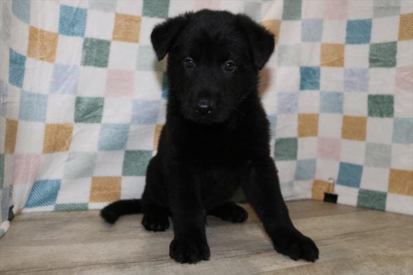 [#25202-01]  - Black / Tan M German Shepherd Dog Puppies For Sale