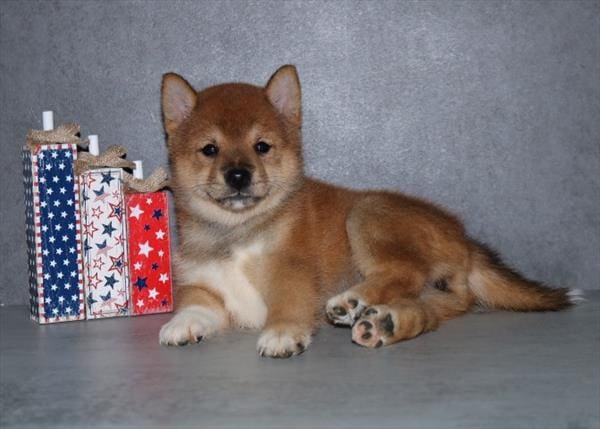 [#251672-01]  - Red F Shiba Inu Puppies For Sale