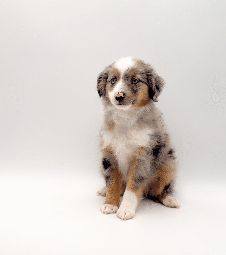 [#25560-02]  - Blue Merle F Miniature Australian Shepherd Puppies For Sale