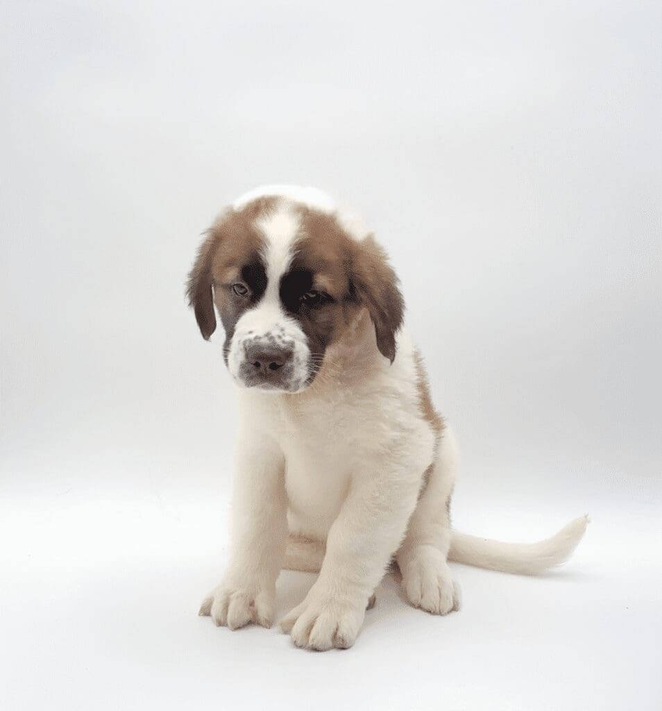 [#25170-08]  - Sable / White F Saint Bernard Puppies For Sale