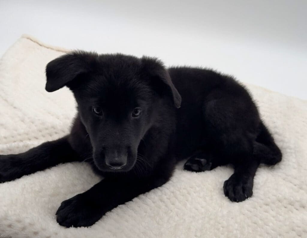 [#25202-01]  - Black / Tan M German Shepherd Dog Puppies For Sale