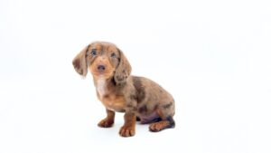 Dachshund