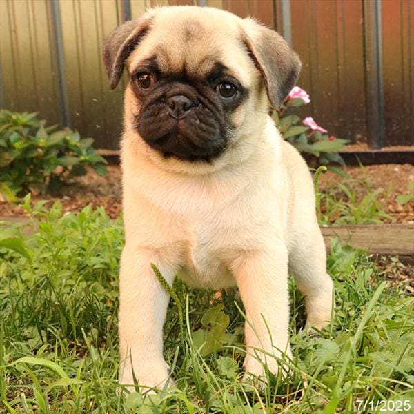 [#25604-02]  - Fawn M Pug Puppies For Sale