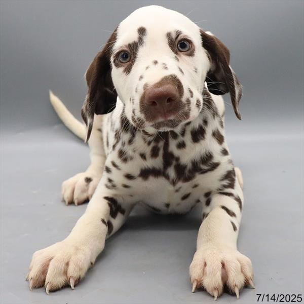 [#25631-06]  - White / Liver F Dalmatian Puppies For Sale