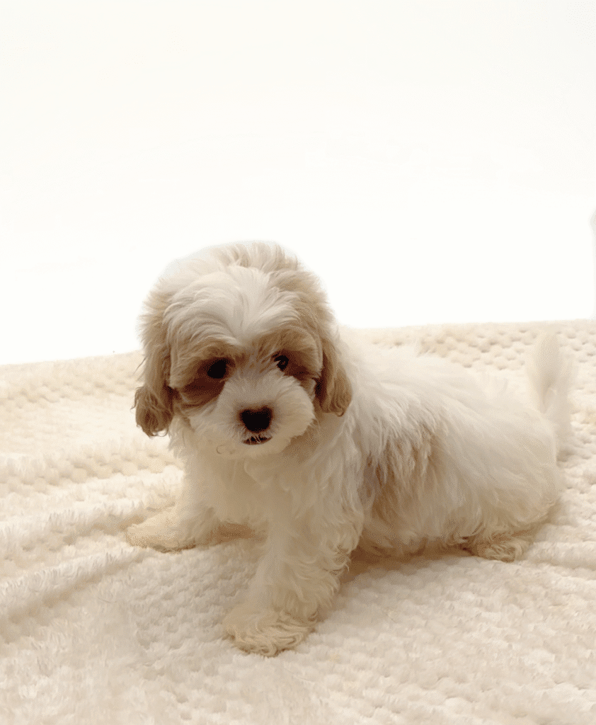 [#251286-04]  - Apricot M ShihPoo Puppies For Sale