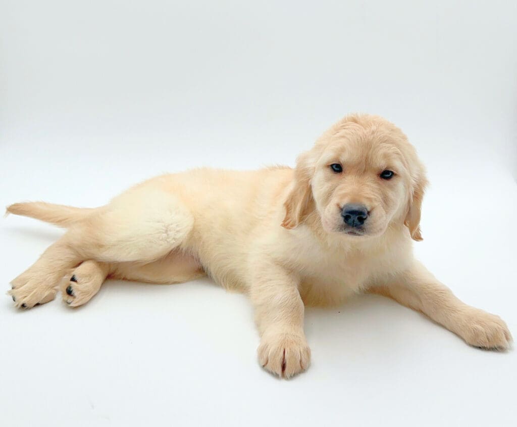 [#251488-09]  - Light Golden F Golden Retriever Puppies For Sale