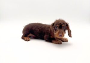 Dachshund