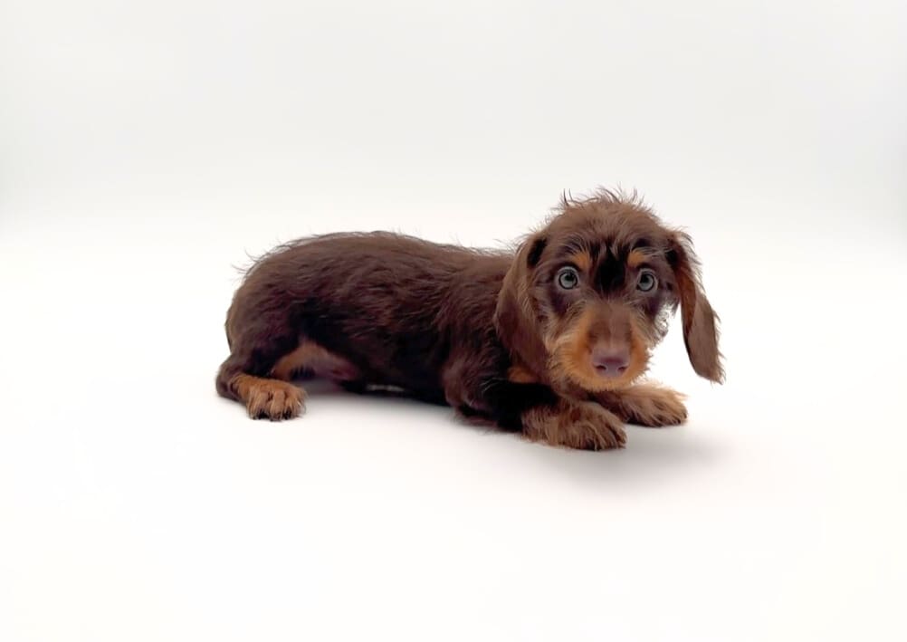 [#25471-01]  - Chocolate / Tan M Dachshund Puppies For Sale