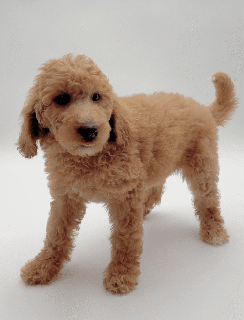 [#251906-07]  - Red F Goldendoodle 2nd Gen Puppies For Sale