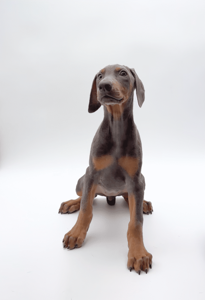 [#251590-11]  - Blue / Rust F Doberman Pinscher Puppies For Sale