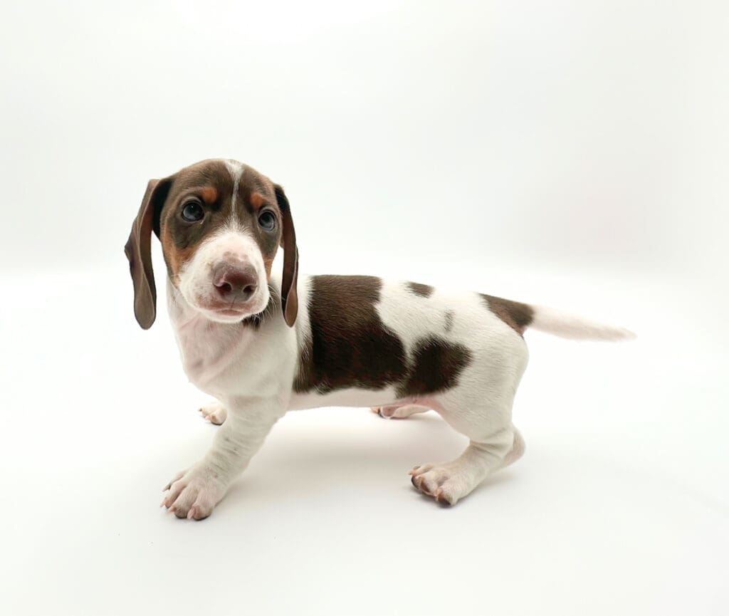 [#M05975]  - Chocolate and Tan M Dachshund Puppies For Sale