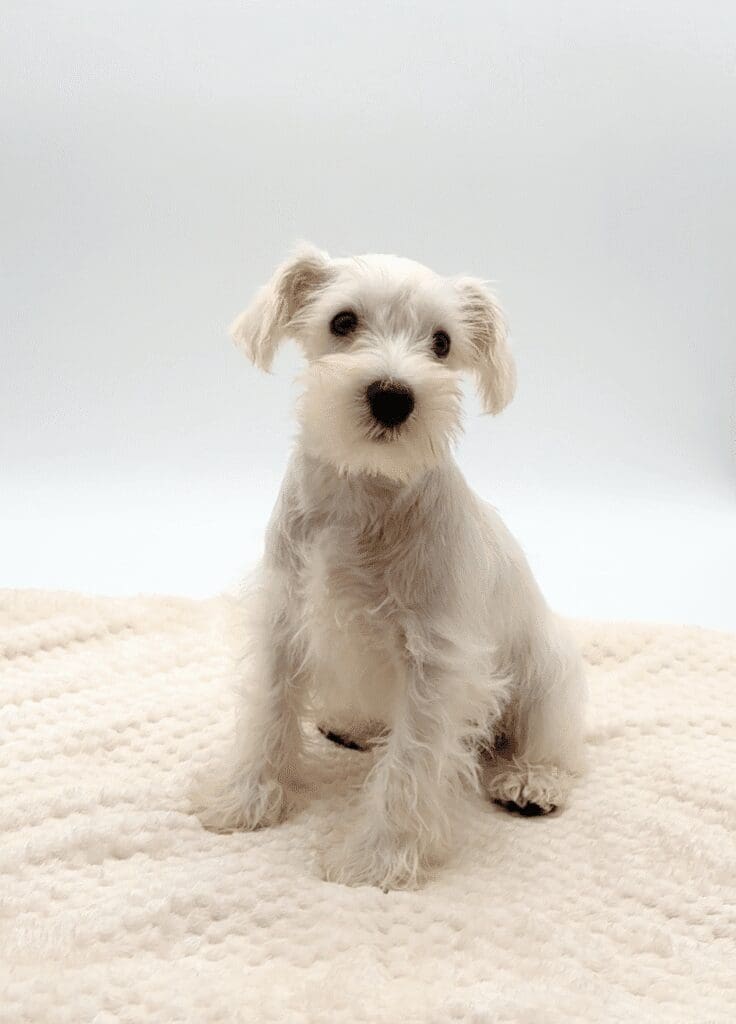 [#25499-01]  - White M Miniature Schnauzer Puppies For Sale