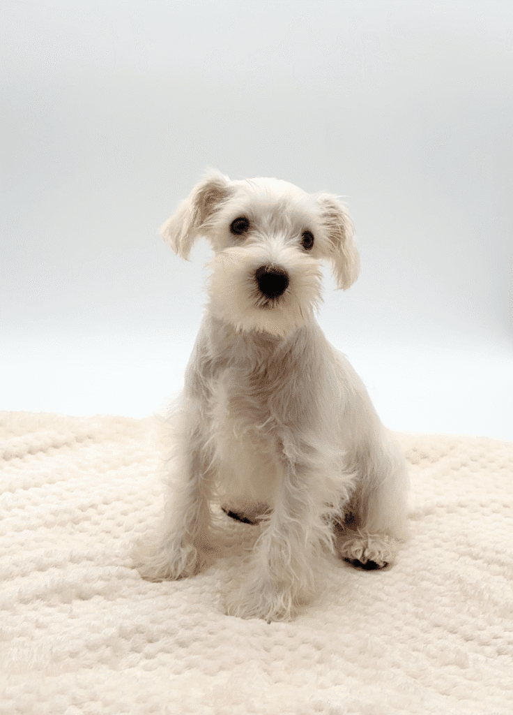 [#25499-01]  - White M Miniature Schnauzer Puppies For Sale