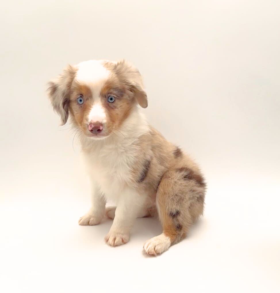 [#M05835]  - Red Merle F Miniature Australian Shepherd Puppies For Sale