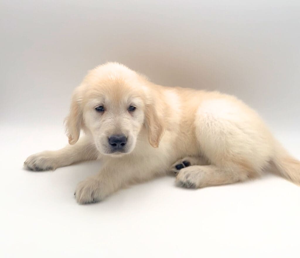 [#251485-02]  - Light Golden M Golden Retriever Puppies For Sale