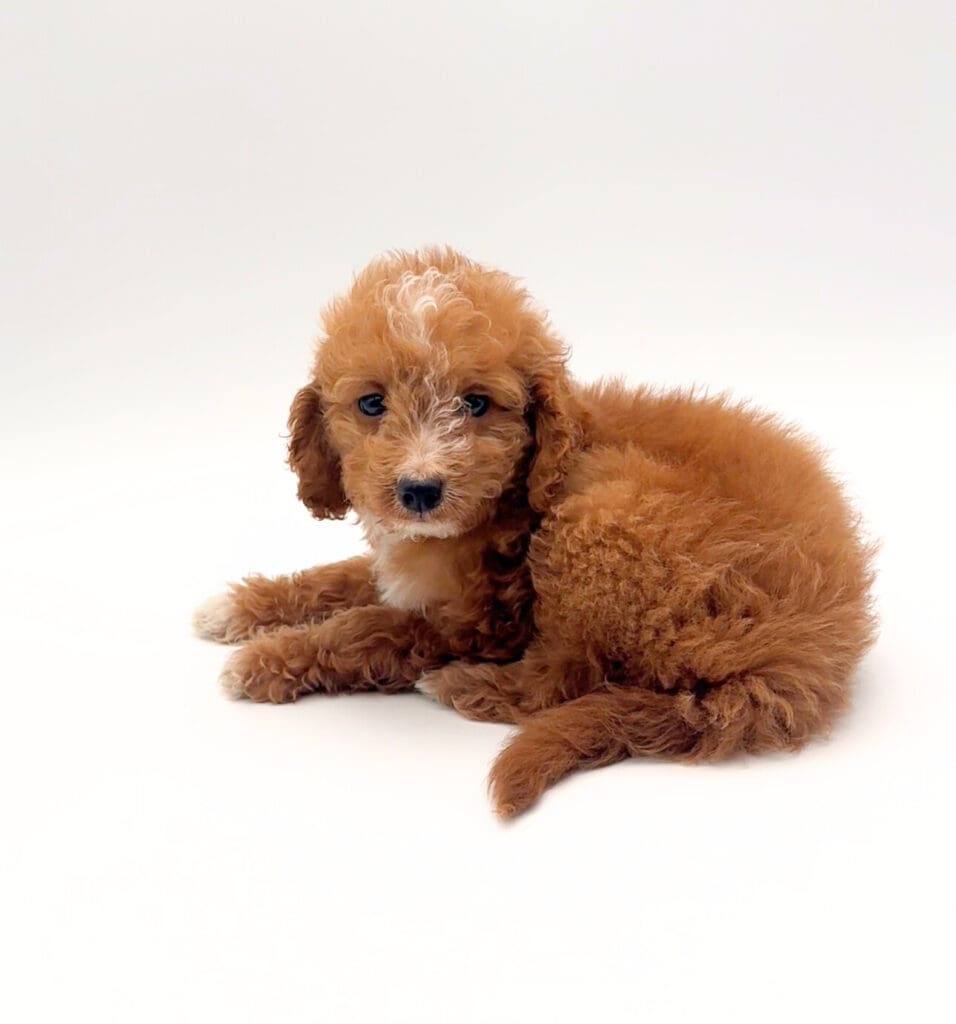 [#251536-07]  - Tan F Goldendoodle Mini 2nd Gen Puppies For Sale