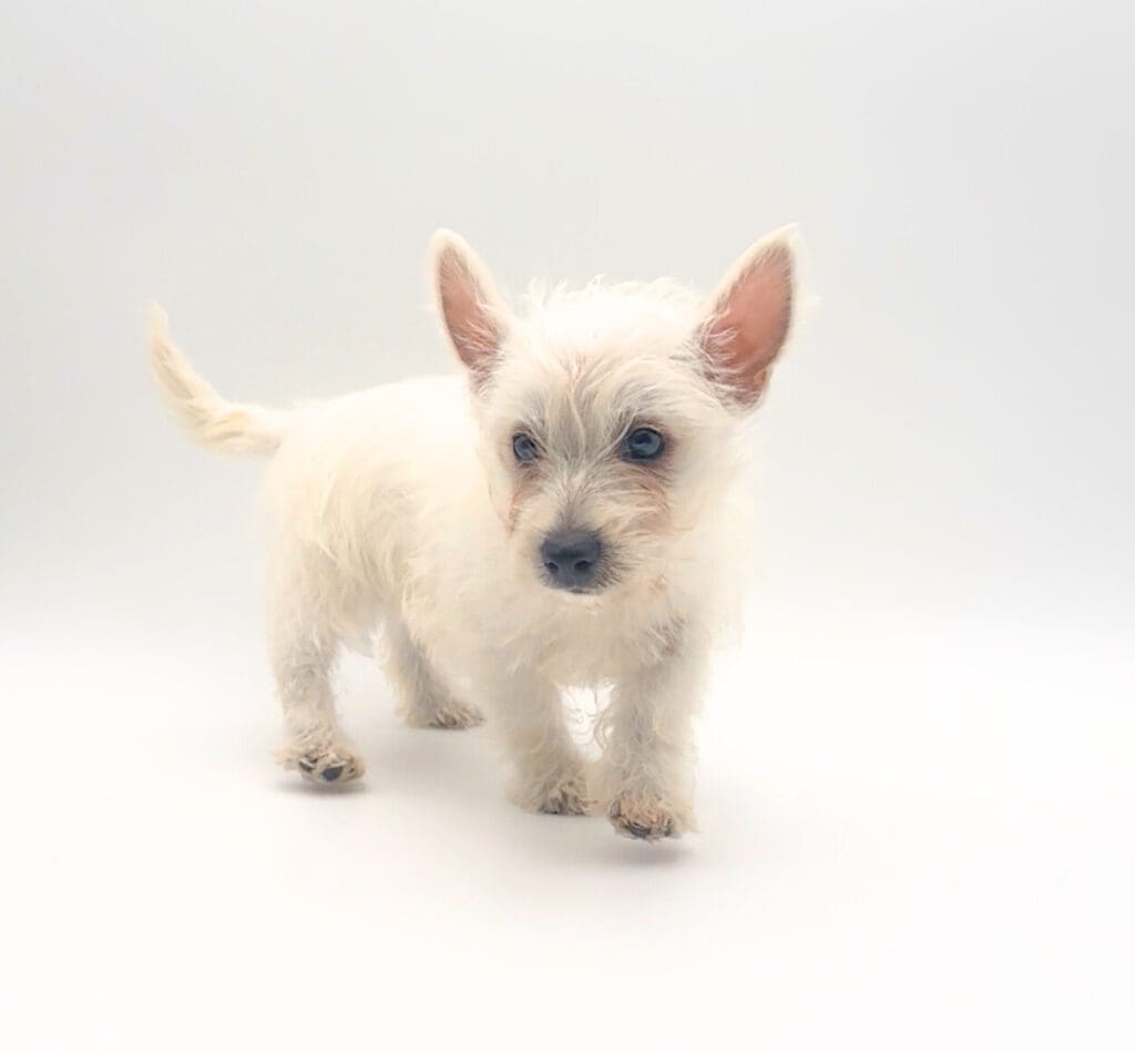 [#M05622]  - White F West Highland White Terrier Puppies For Sale