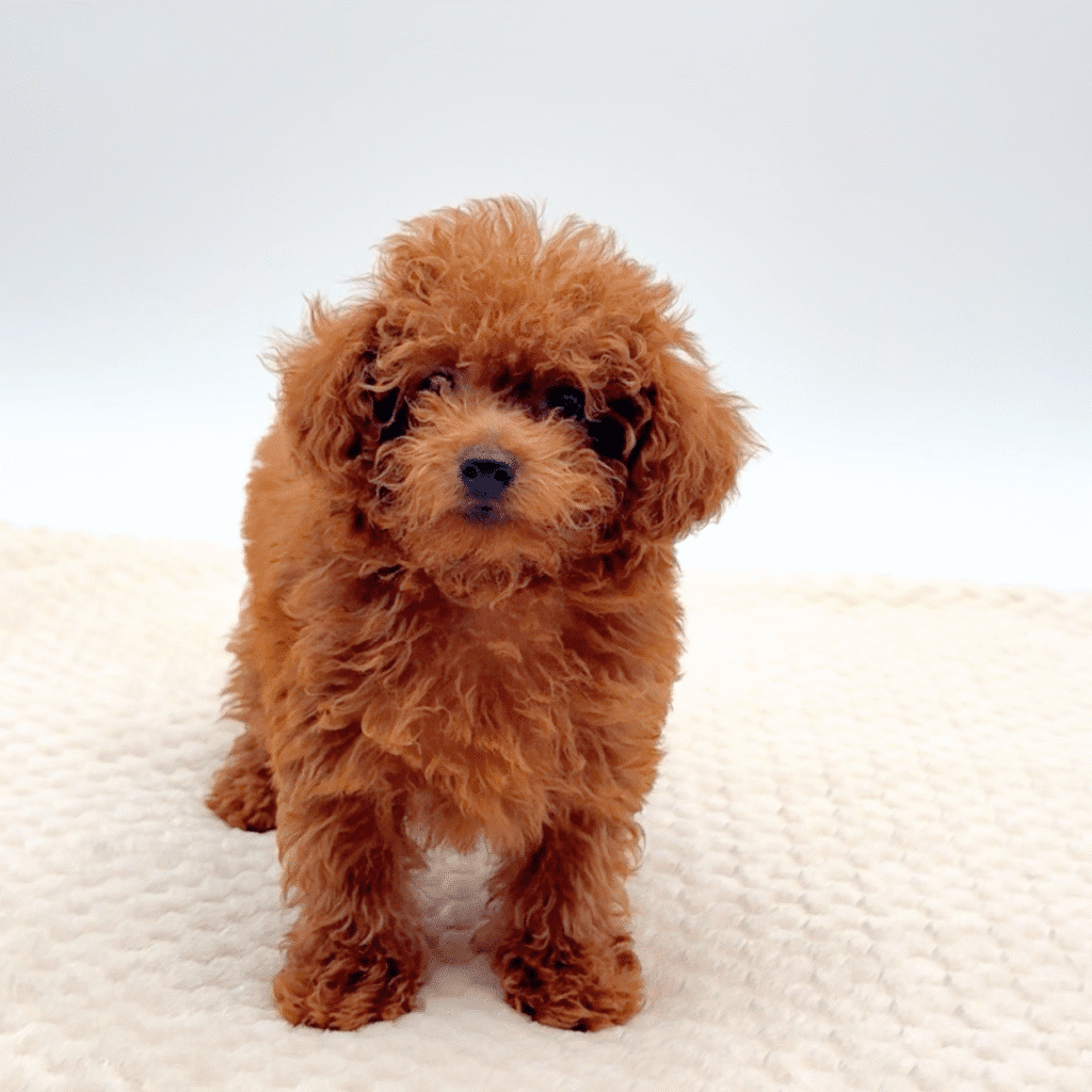 [#251720-01]  - Red M Poodle Puppies For Sale