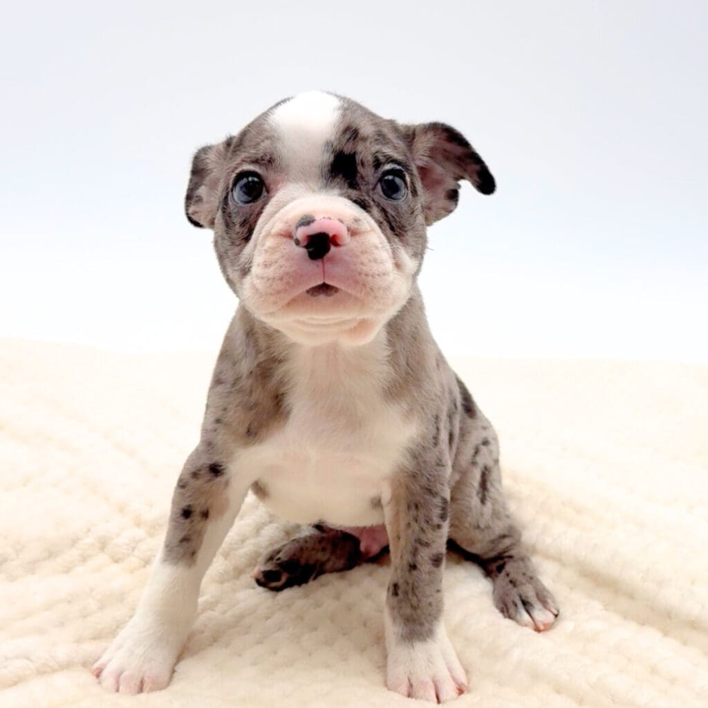 [#251729-03]  - Blue Merle / White M Boston Terrier Puppies For Sale