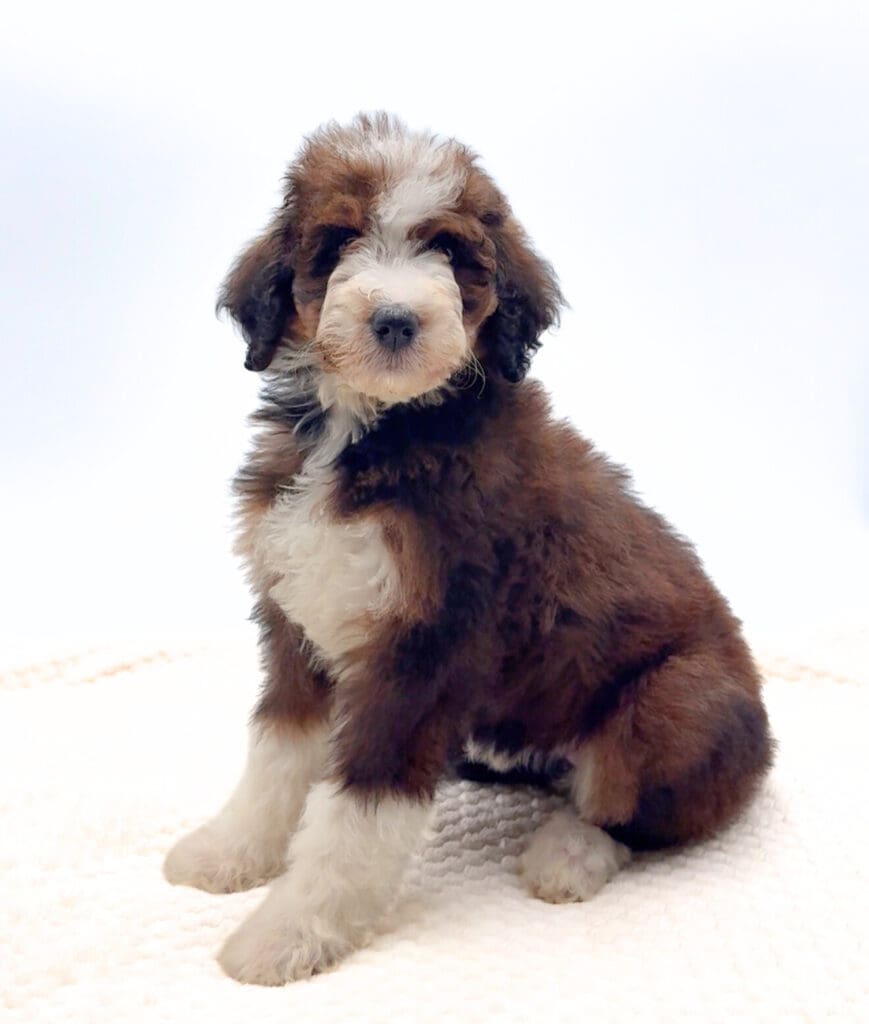 [#25176-09]  - Sable / White F Bernedoodle Puppies For Sale