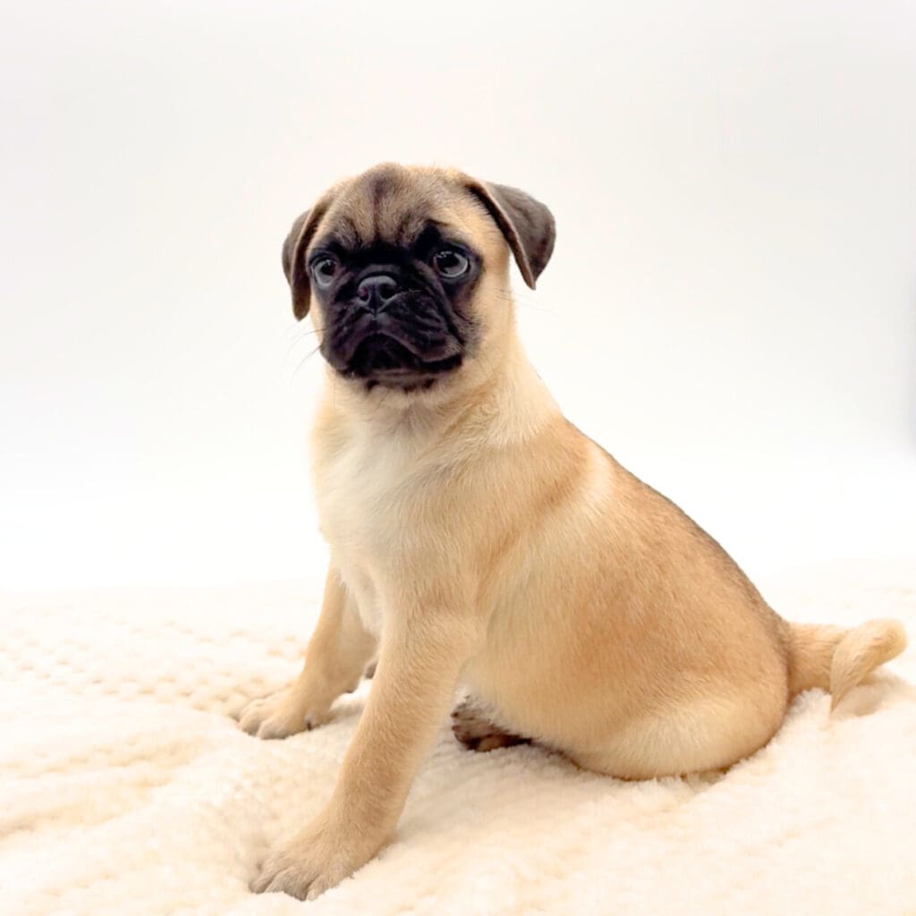 [#25604-02]  - Fawn M Pug Puppies For Sale