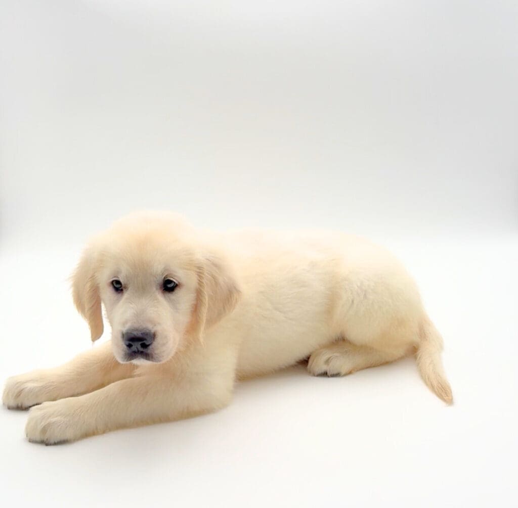 [#251734-02]  - Cream M Golden Retriever Puppies For Sale
