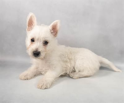 [#M05622]  - White F West Highland White Terrier Puppies For Sale