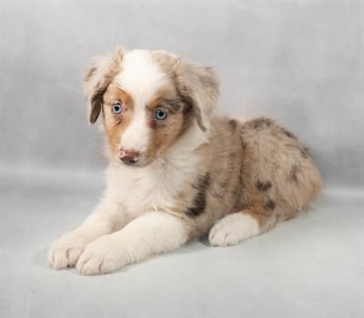 [#M05835]  - Red Merle F Miniature Australian Shepherd Puppies For Sale