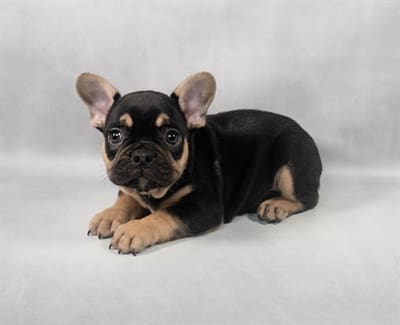 [#M06137]  - Black and Tan M French Bulldog Puppies For Sale